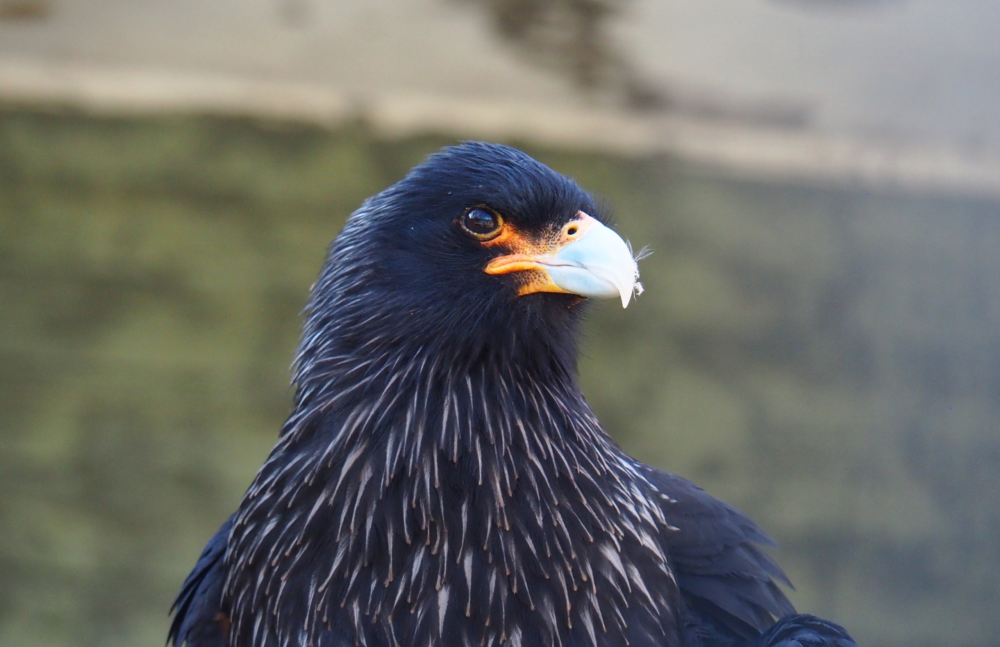 Striated caracara (Phalcoboenus australis), Feb 27th, 2019
