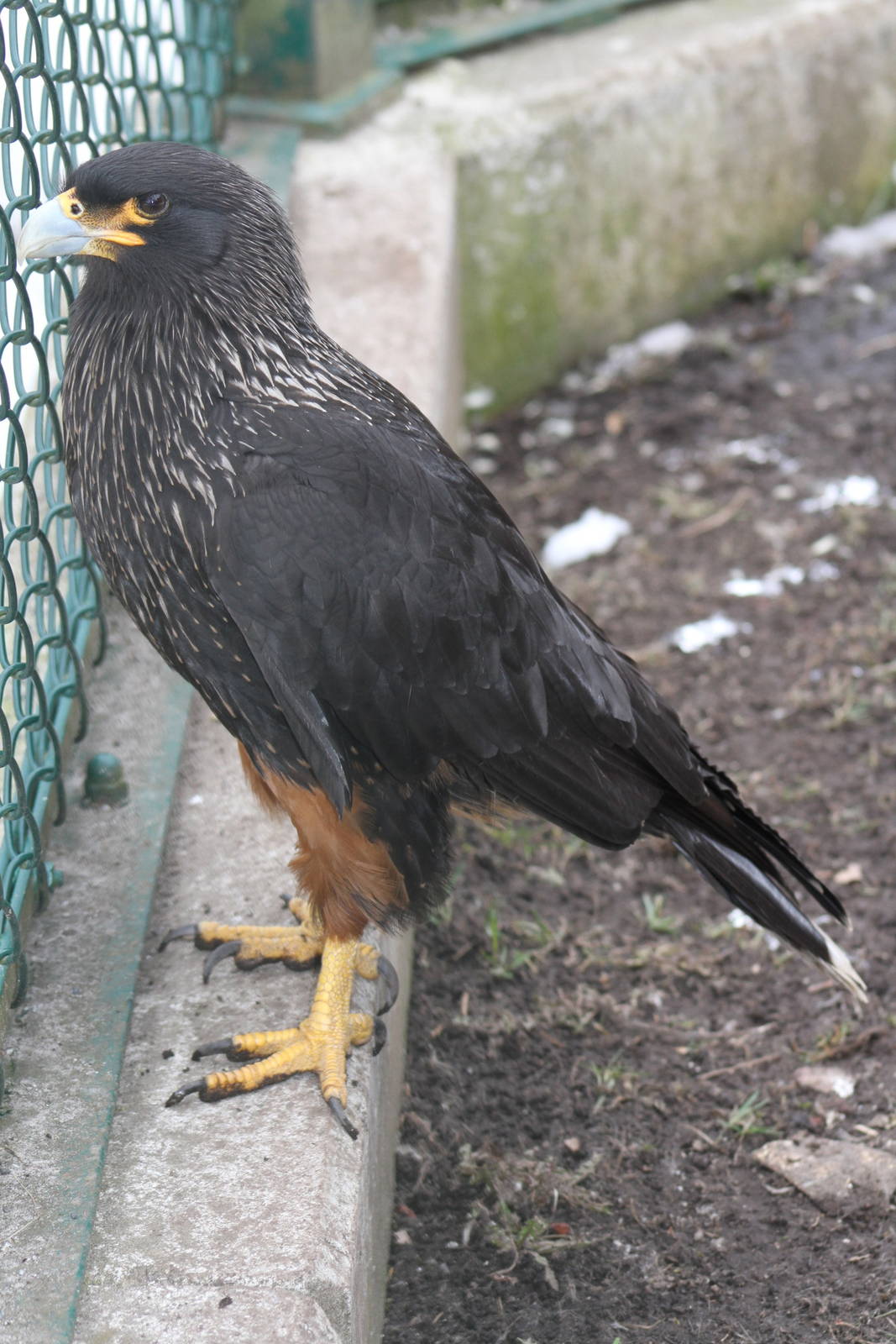 Striated Caracara (Phalcoboenus australis)