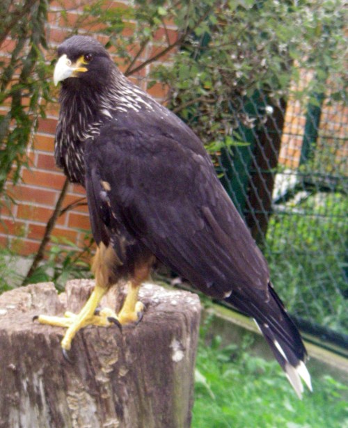 Striated Caracara (Phalcoboenus australis)
