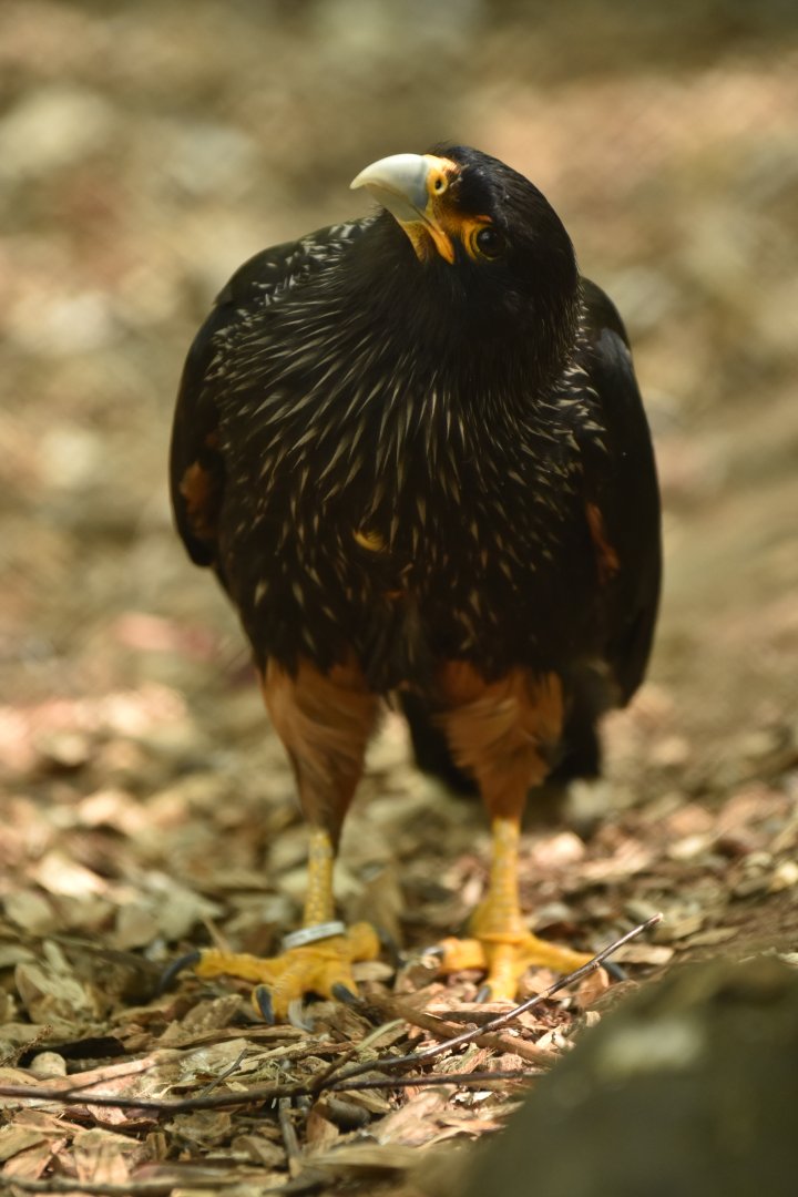 Striated caracara (Phalcoboenus australis)