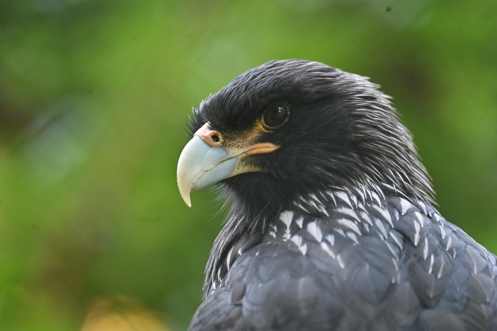 Striated Caracara Phalcoboenus australis