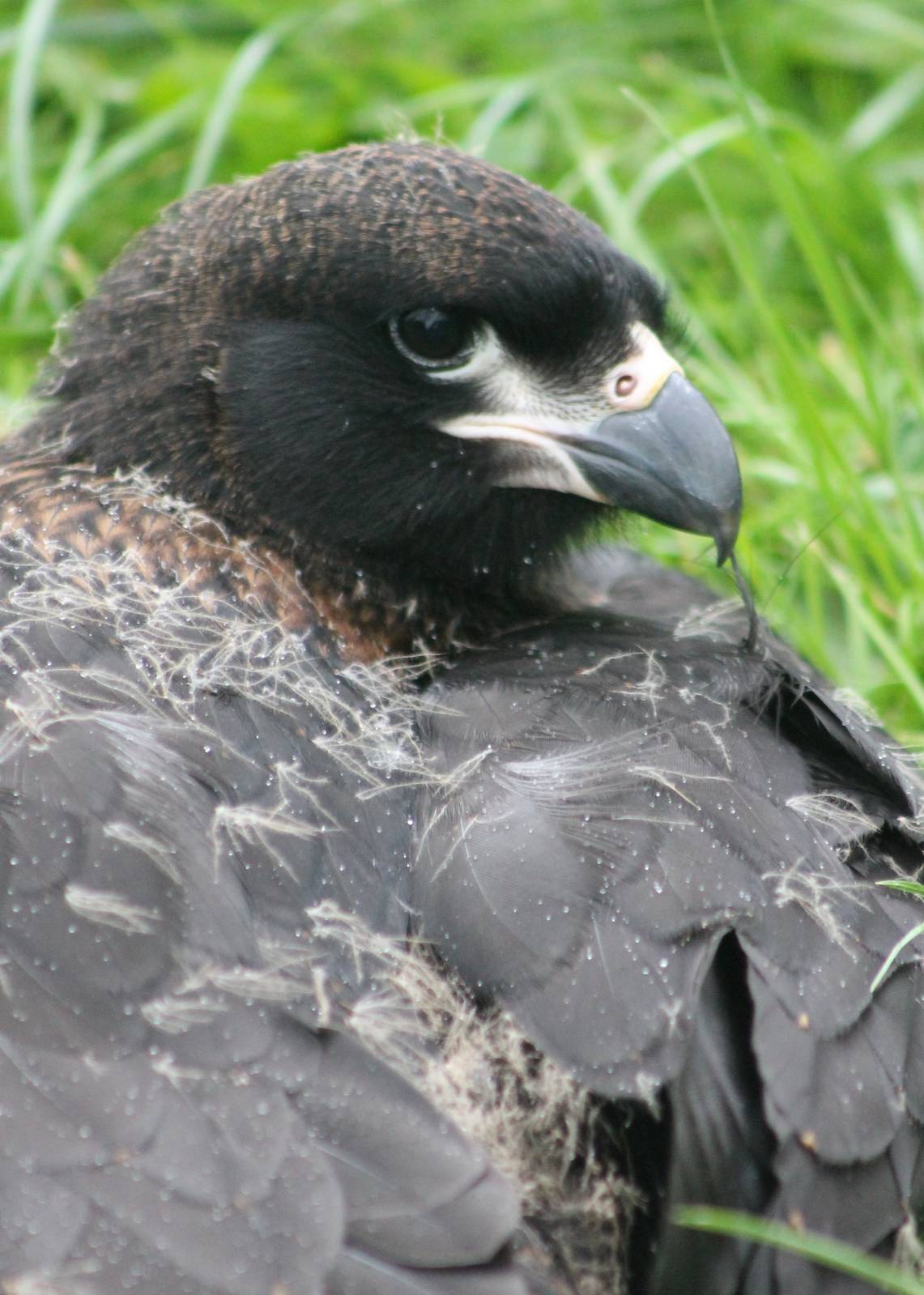 Striated caracara young bird