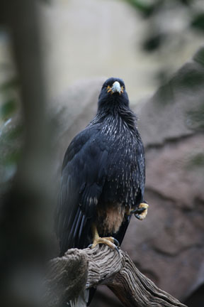 striated caracara