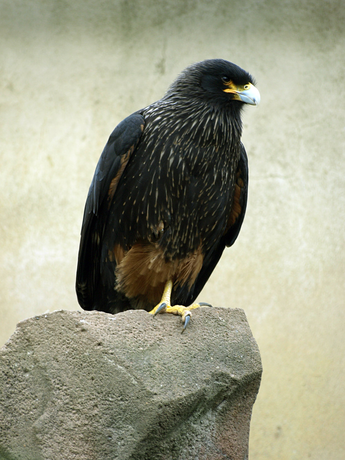 Striated caracara