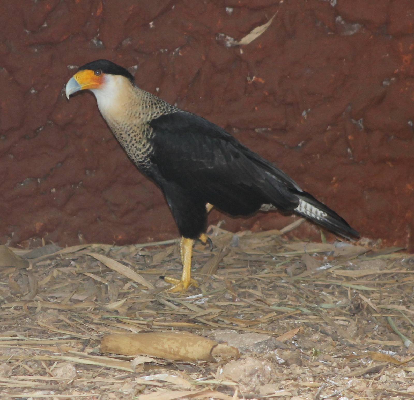 Striated caracara