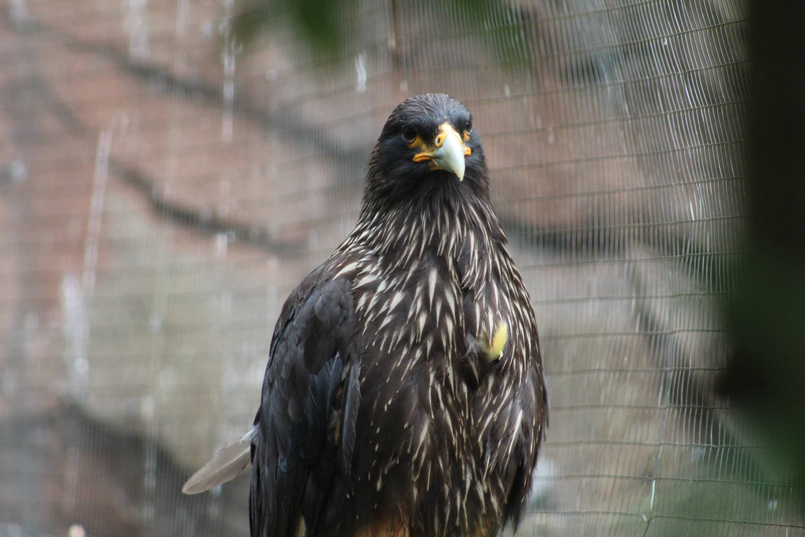 Striated Caracara
