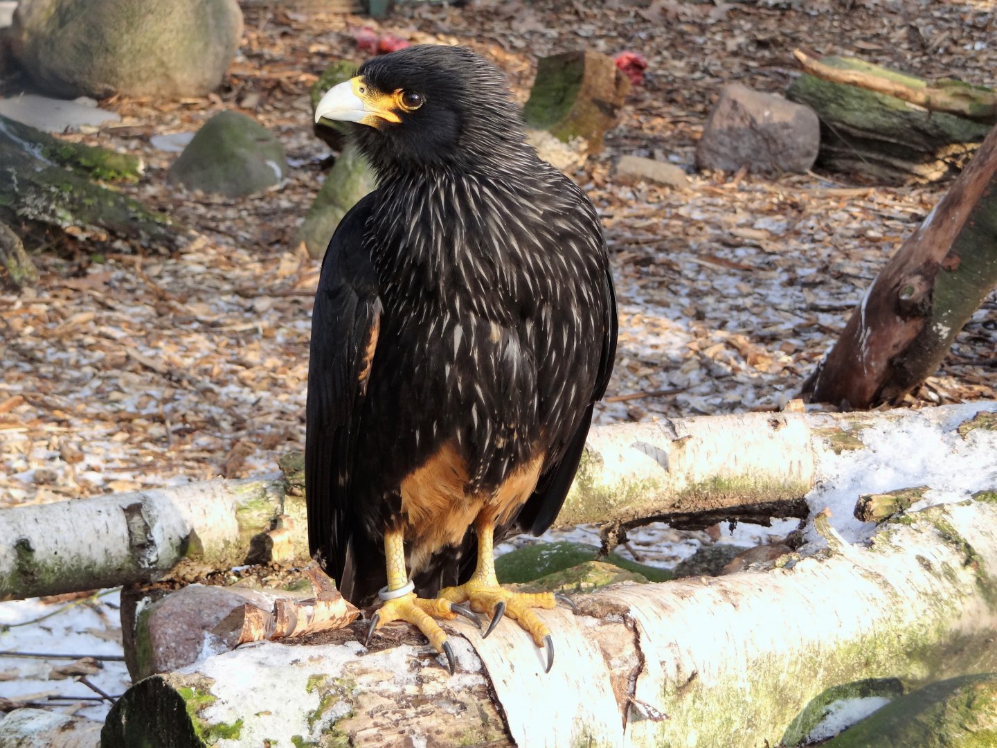 Striated Caracara