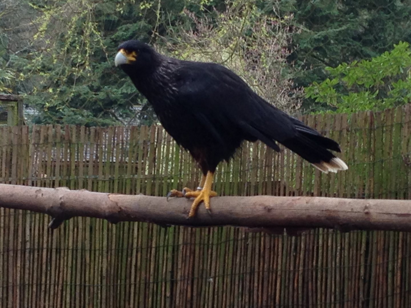 Striated Caracara