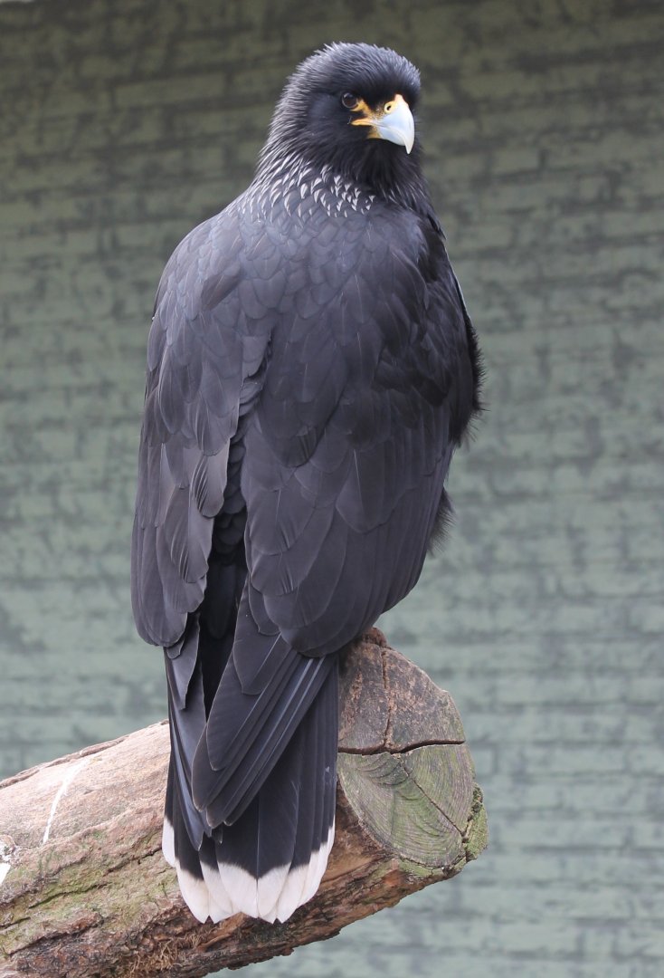 Striated caracara
