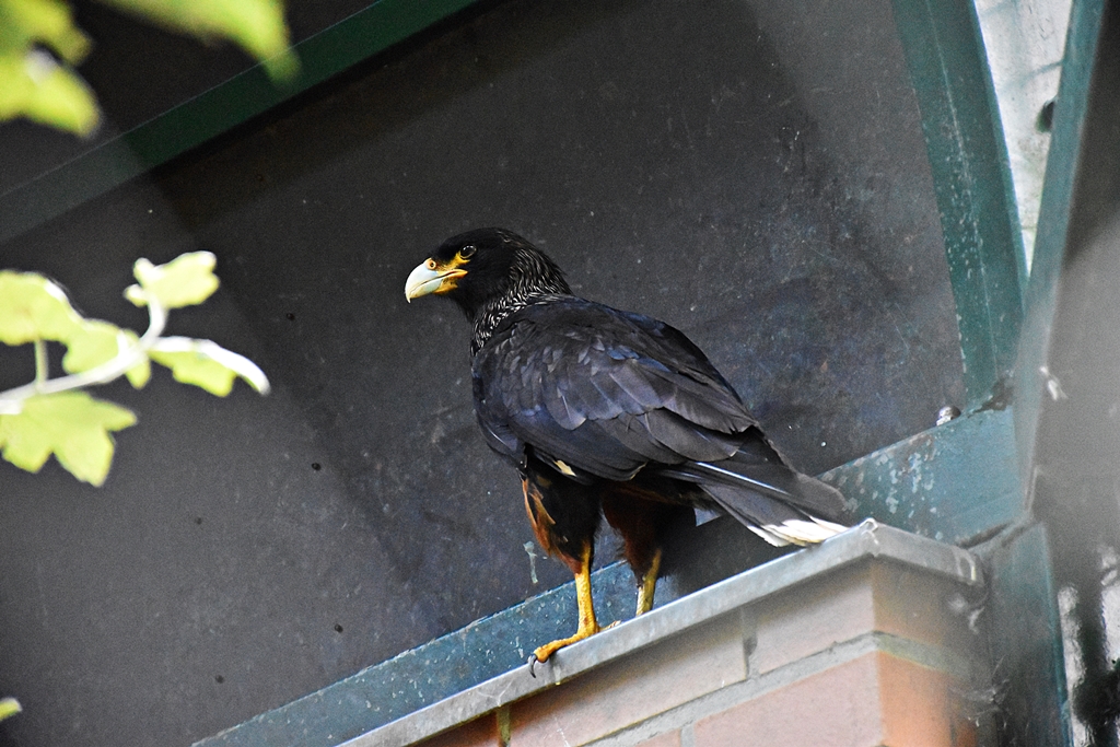 Striated caracara