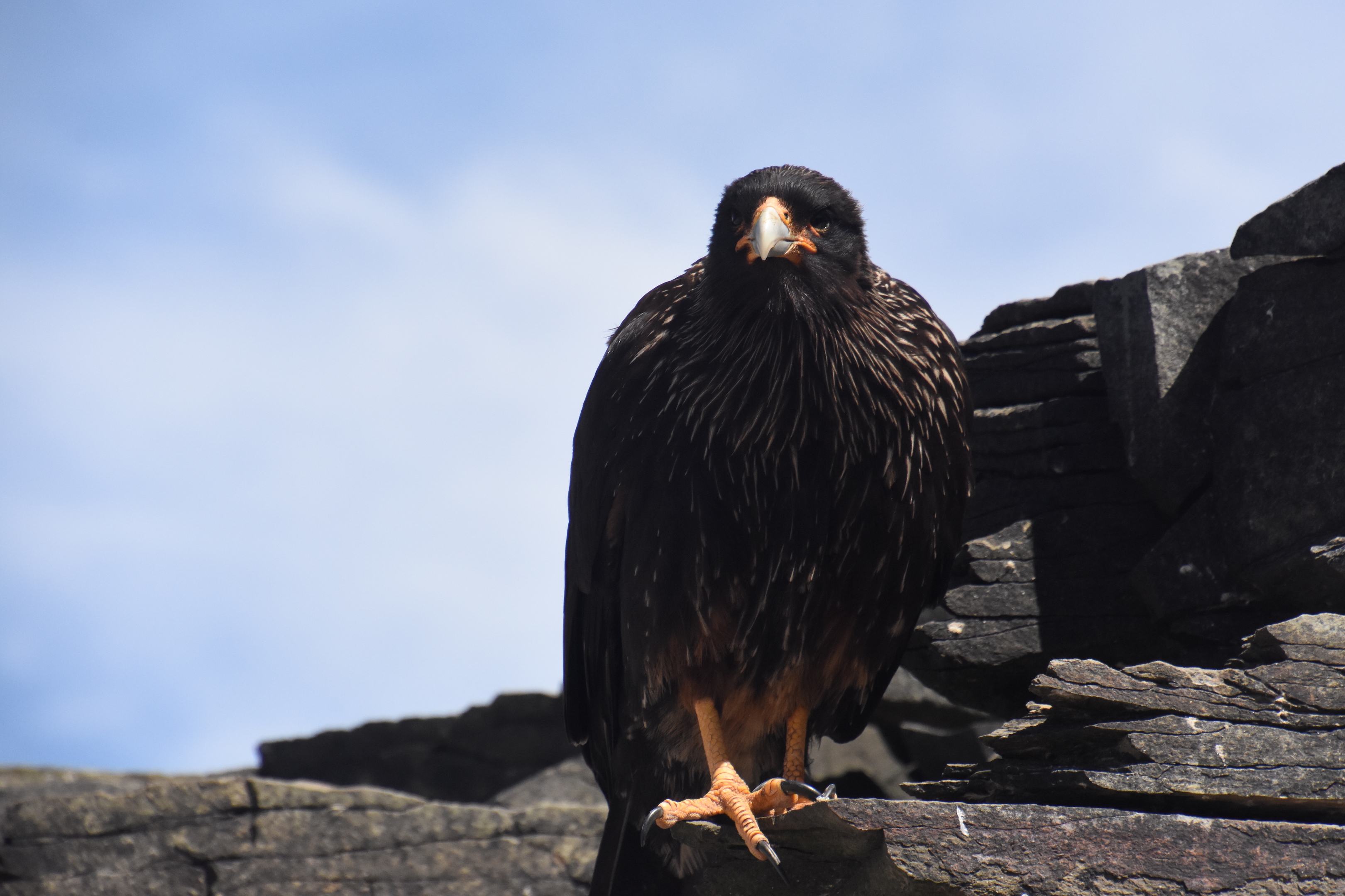 Striated caracara