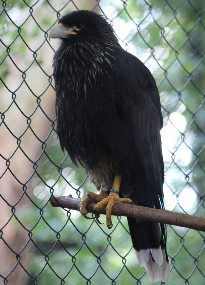 Striated caracara