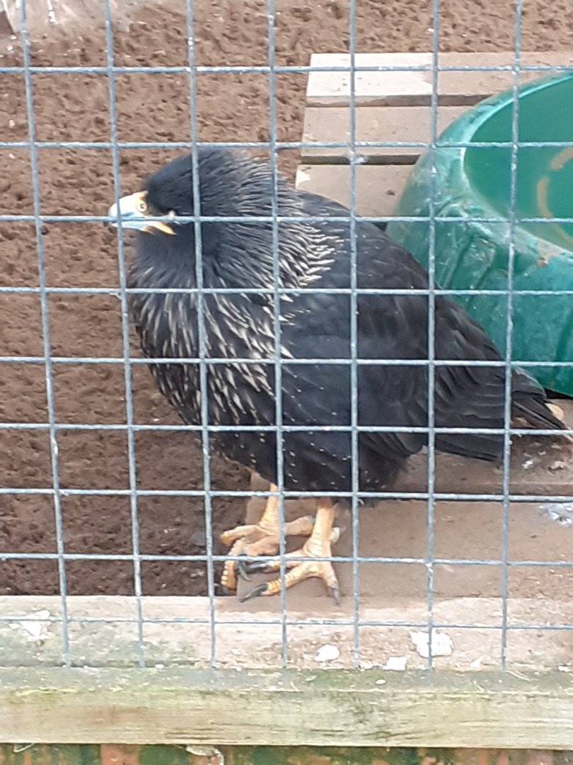 Striated caracara