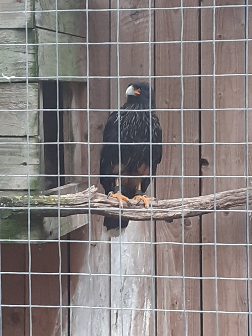Striated caracara