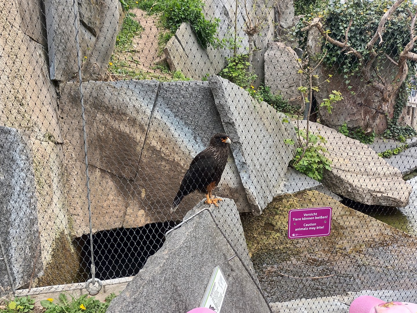 Striated Caracara