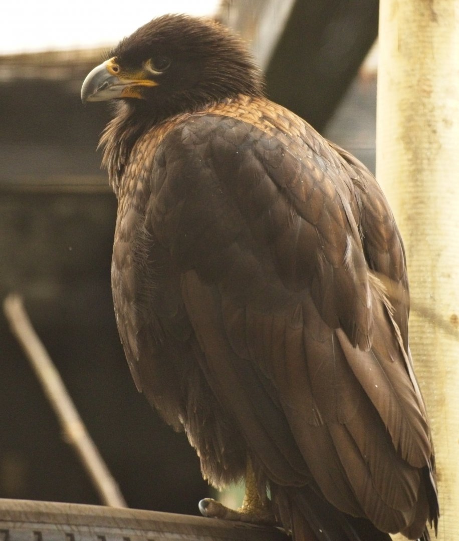 Striated caracara