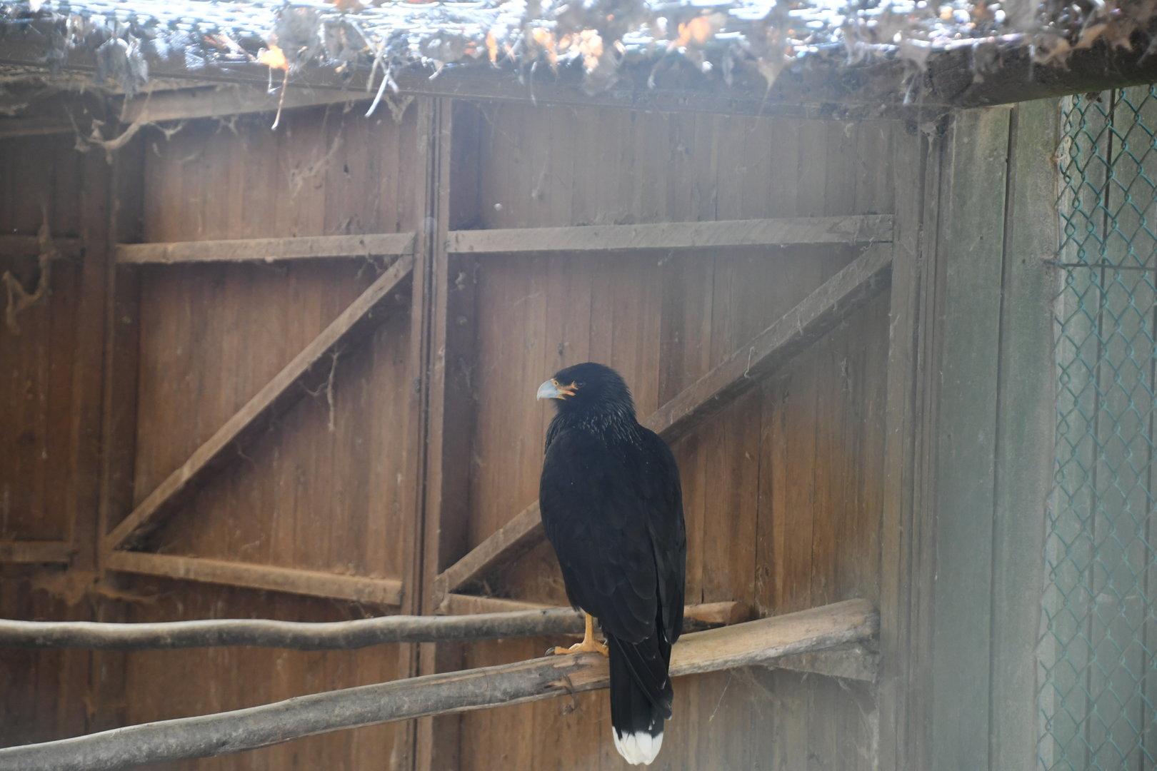 Striated Caracara