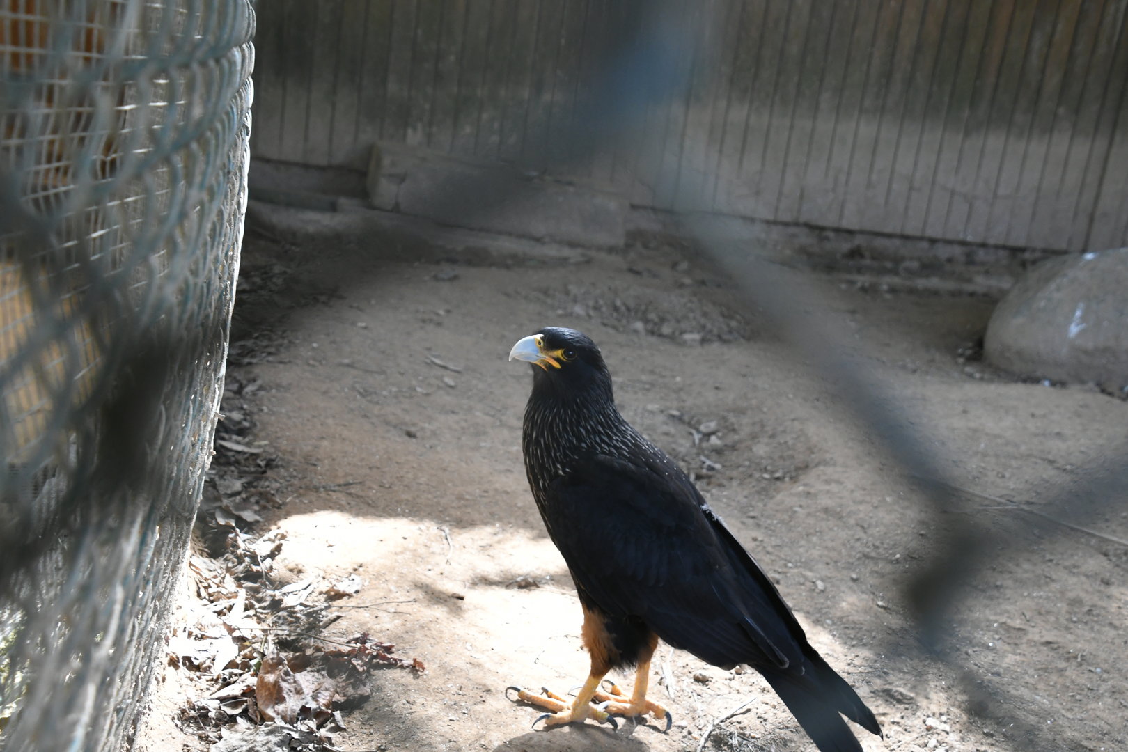 Striated Caracara