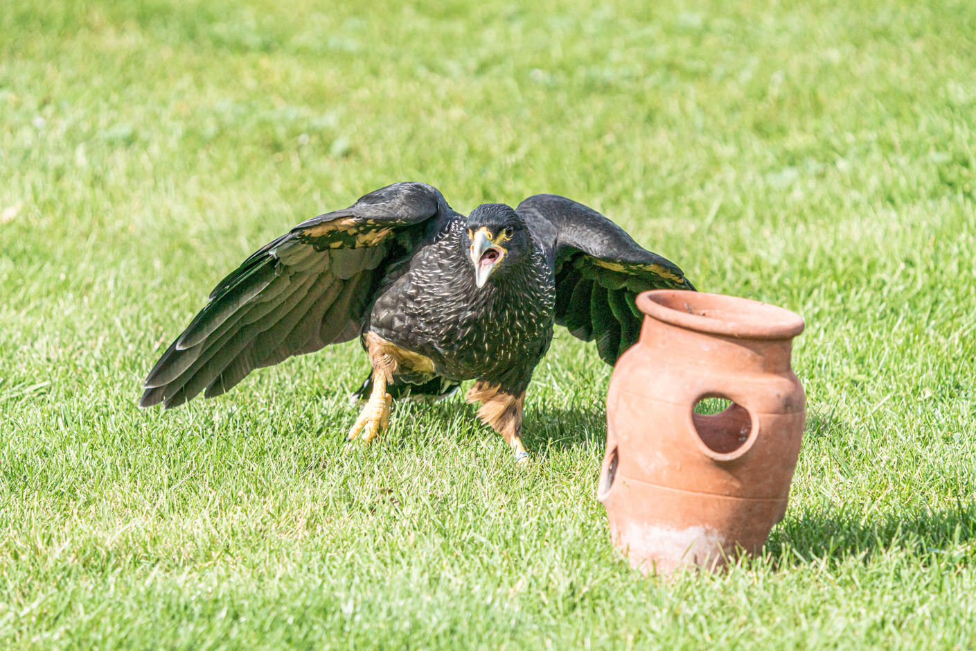 Striated Caracara