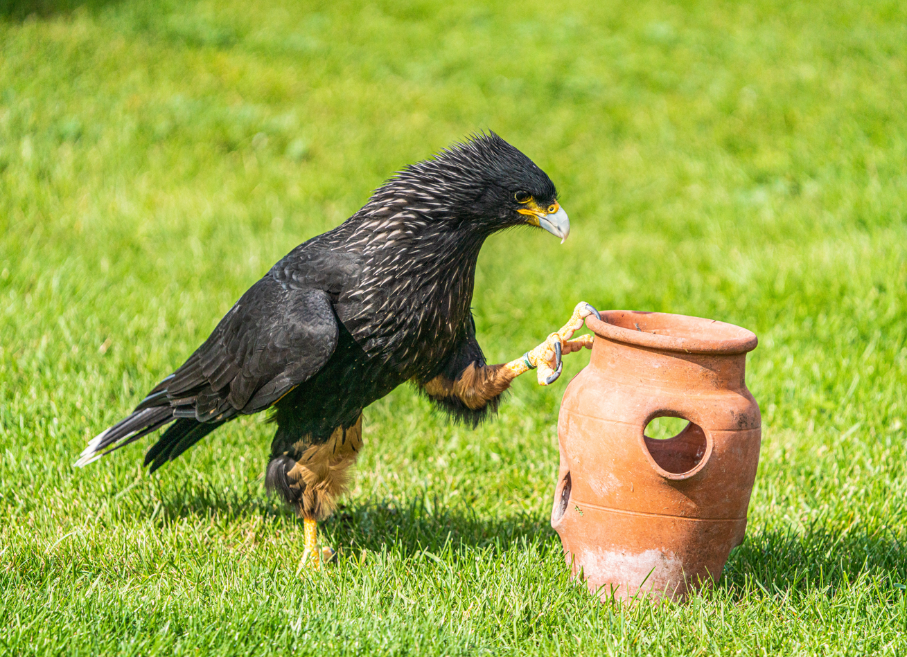 Striated Caracara