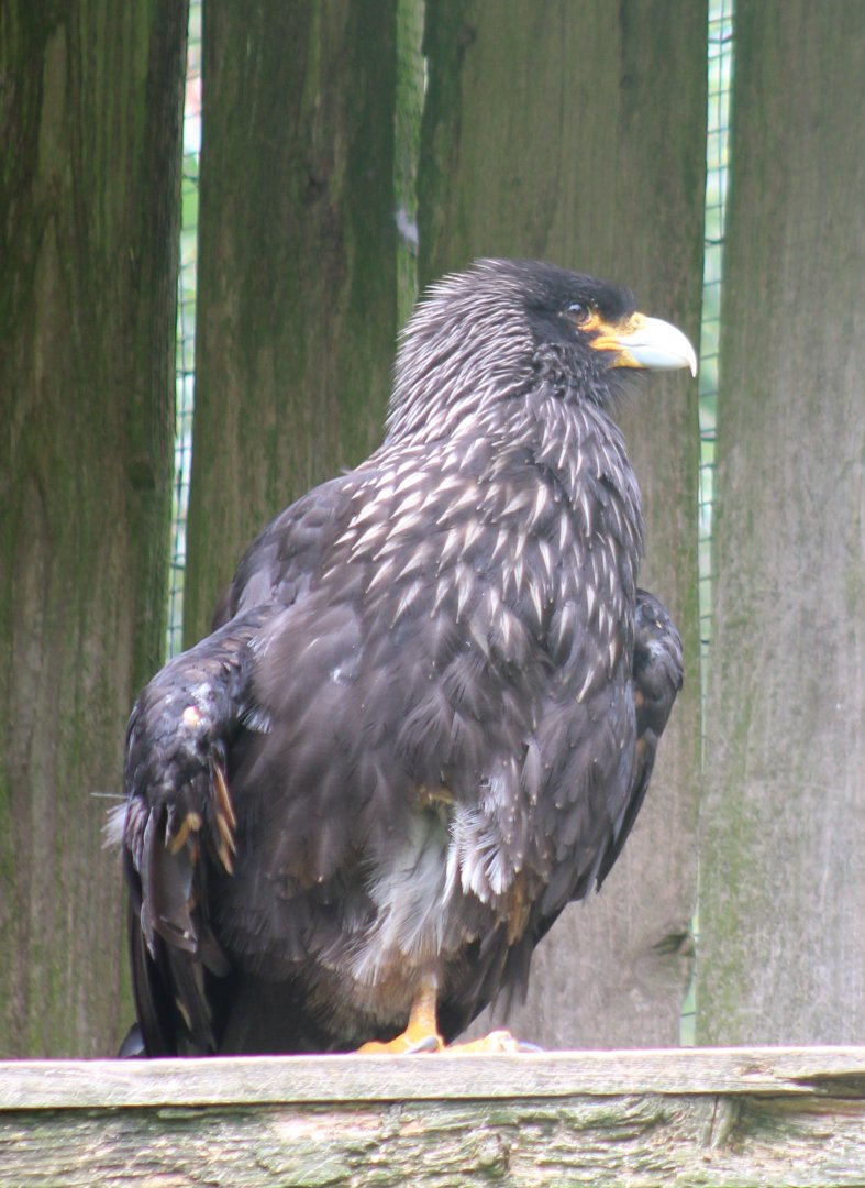 Striated caracara