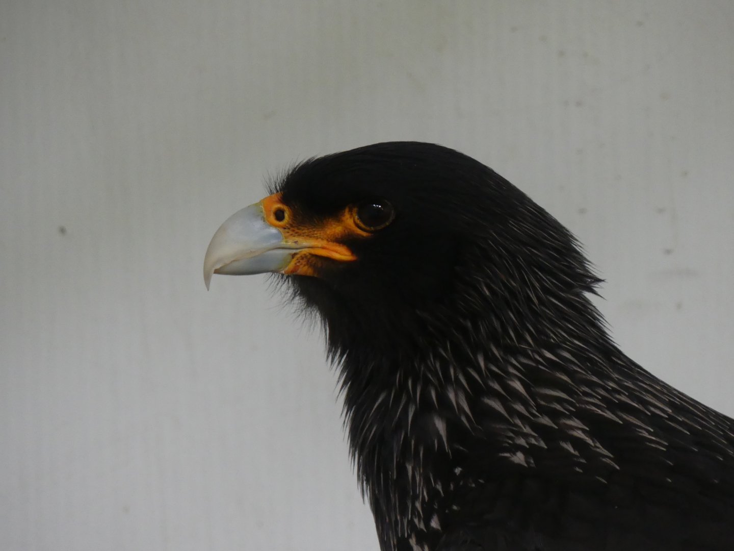 Striated Caracara