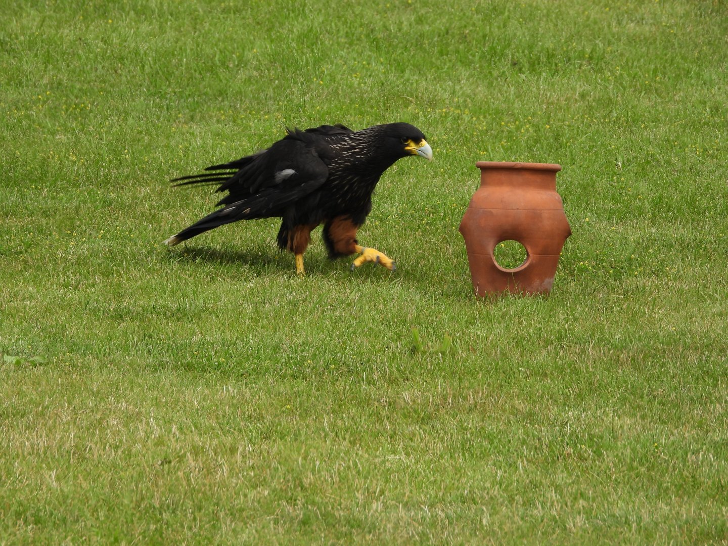 Striated caracara