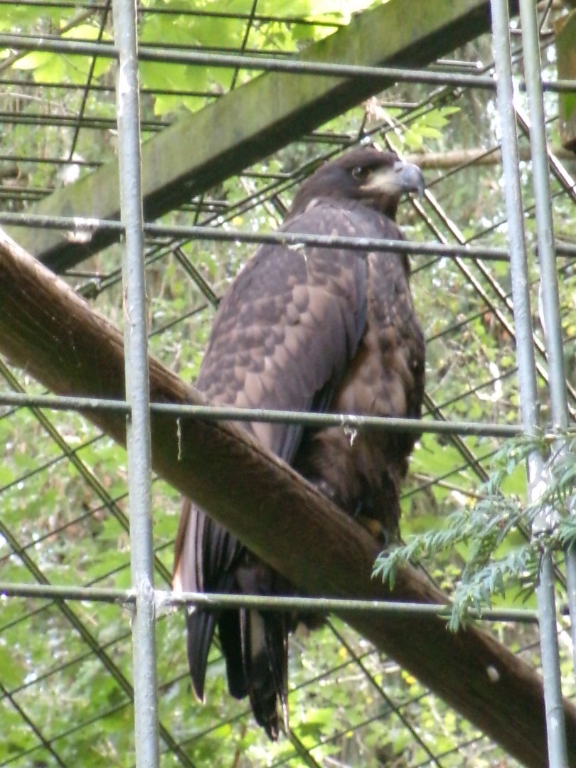 Striated caracara