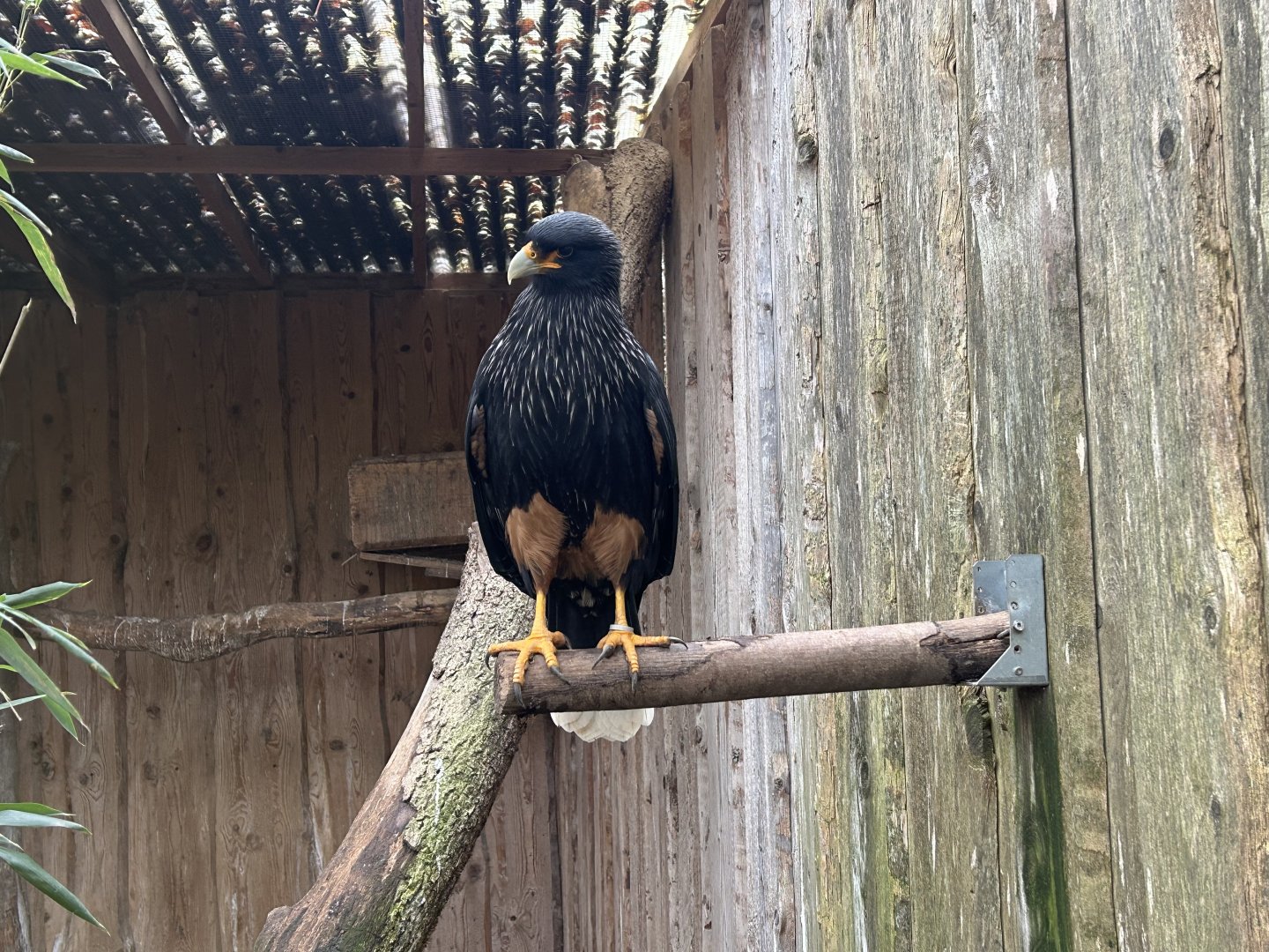 Striated Caracara