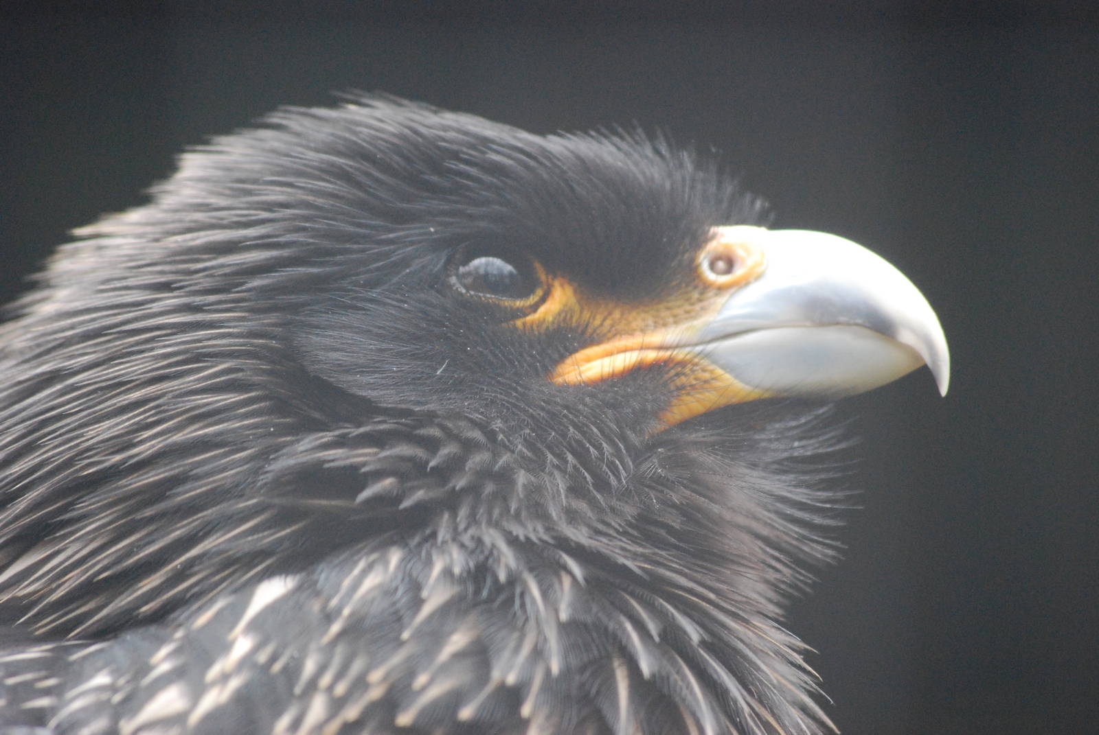 Striated caracara