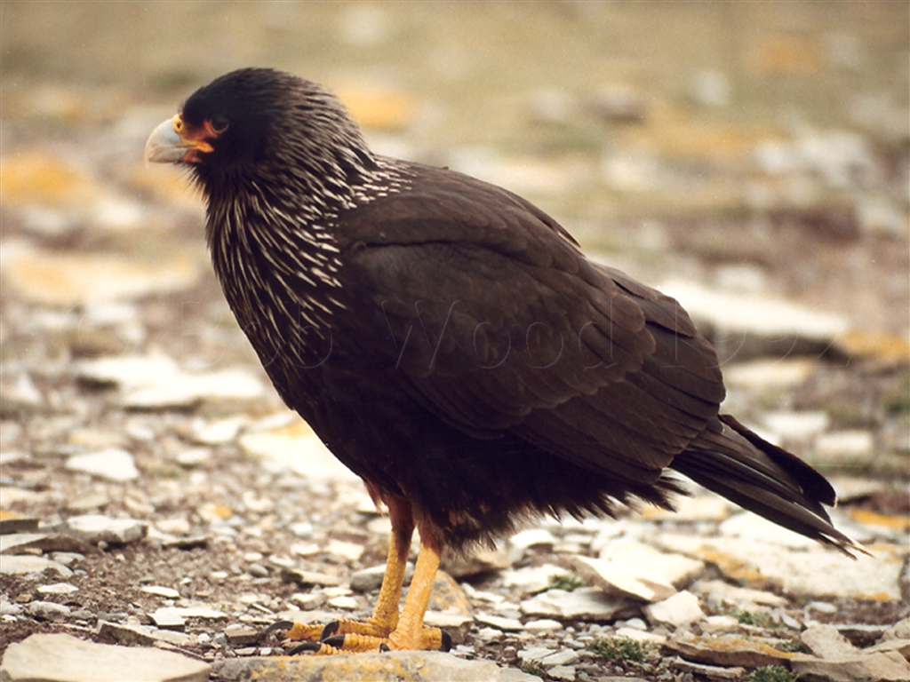 Striated Caracara