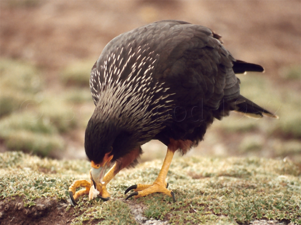 Striated Caracara