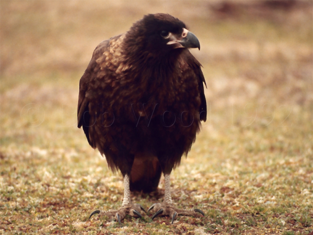 Striated Caracara