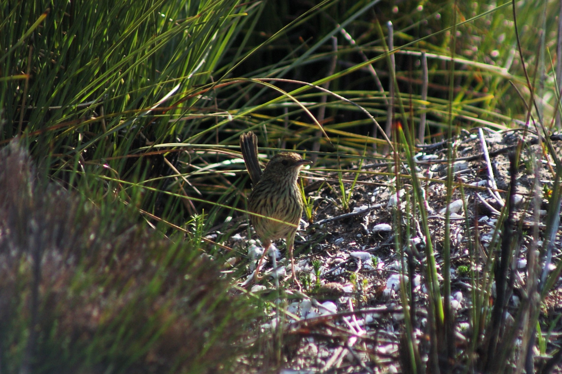 Striated Fieldwren (Calamanthus fuliginosus)
