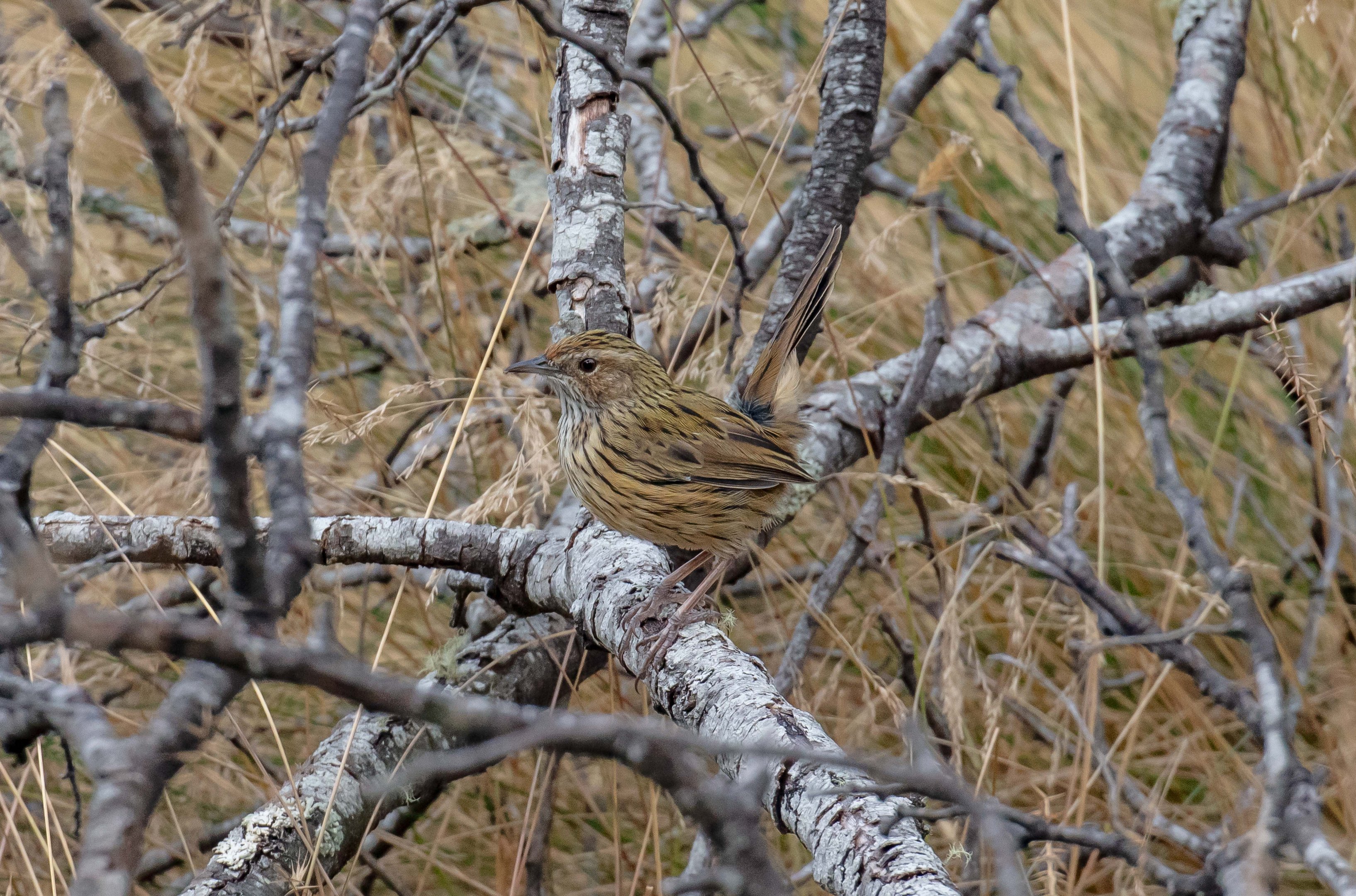 Striated Fieldwren