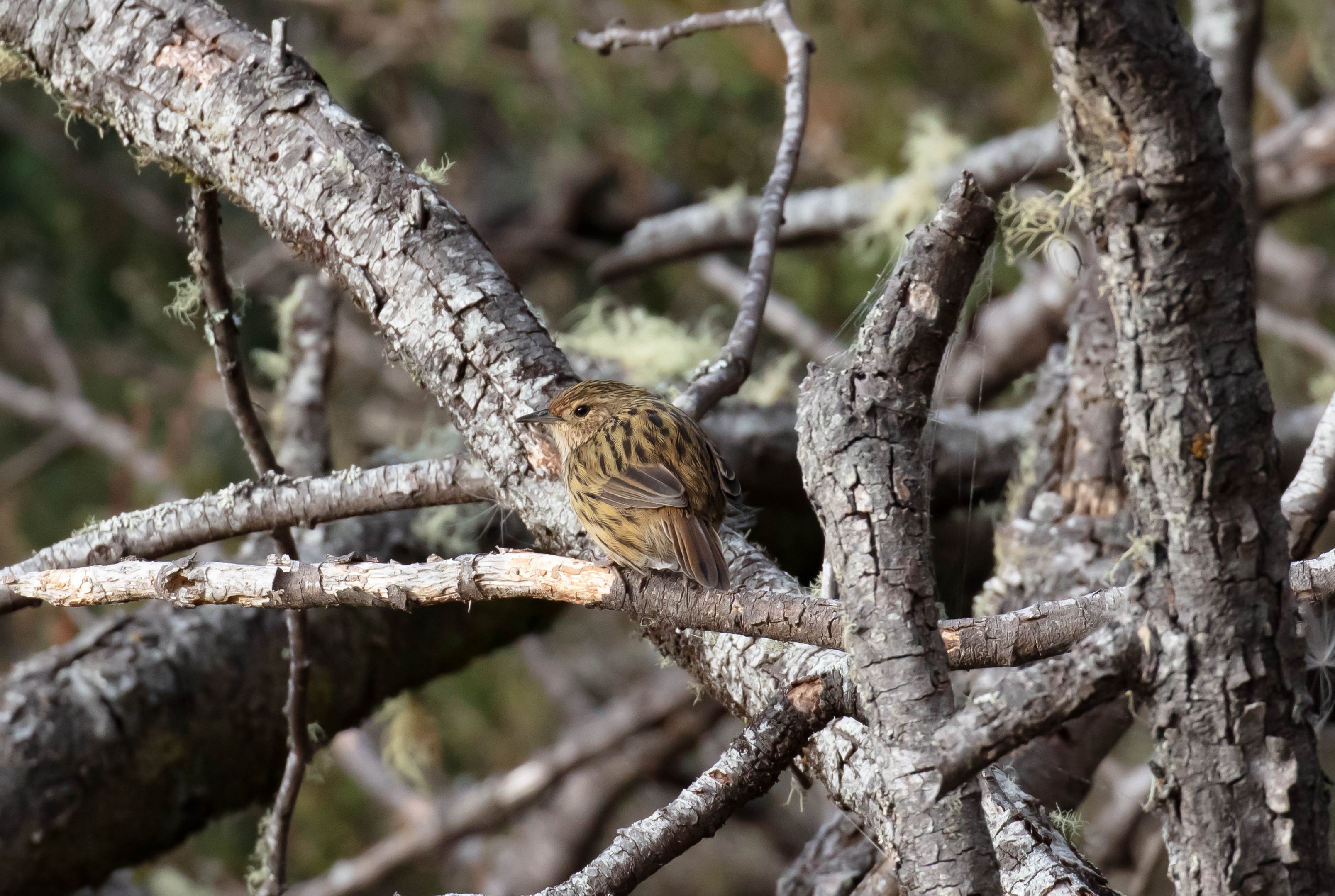 Striated Fieldwren
