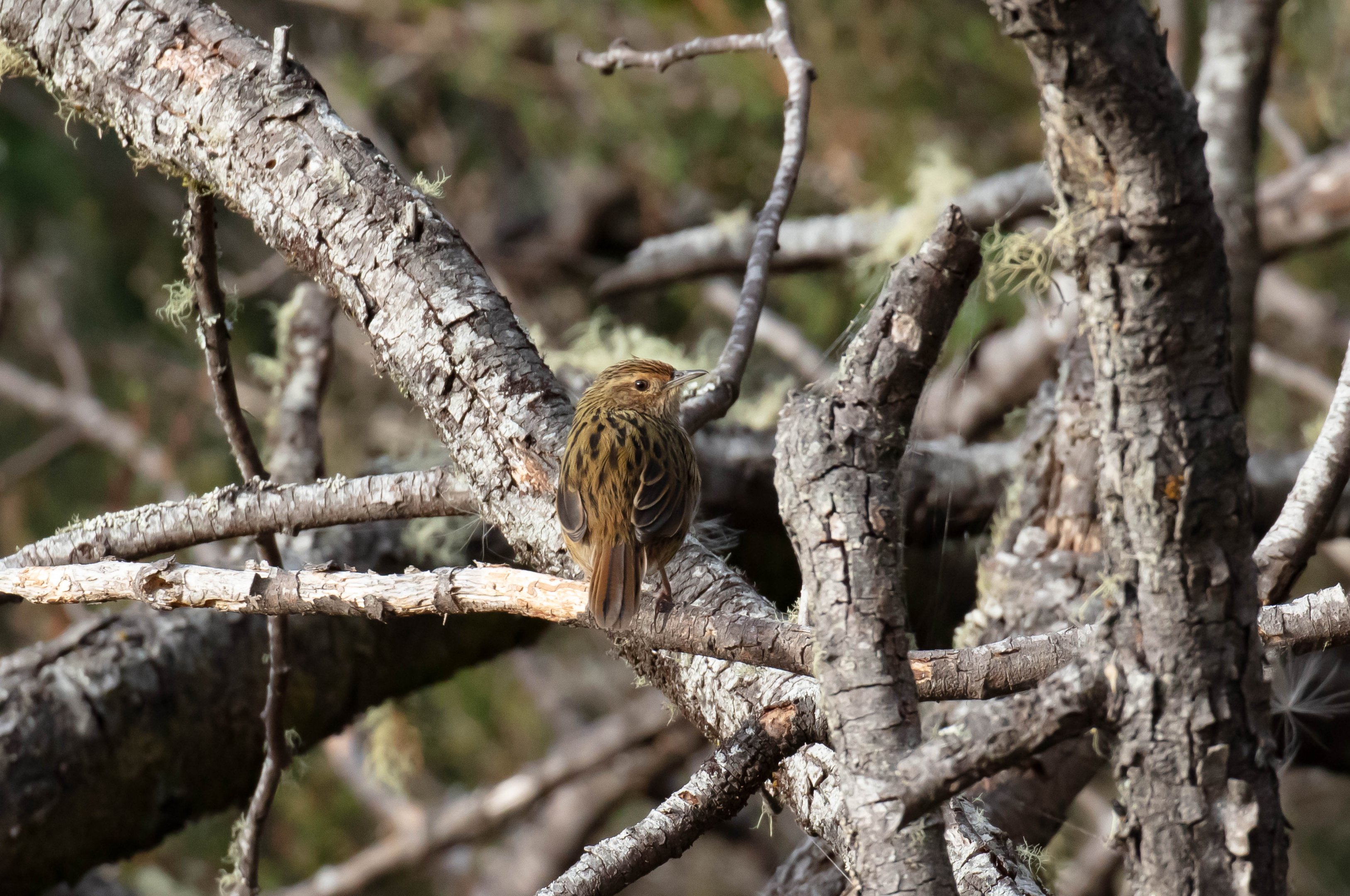 Striated Fieldwren