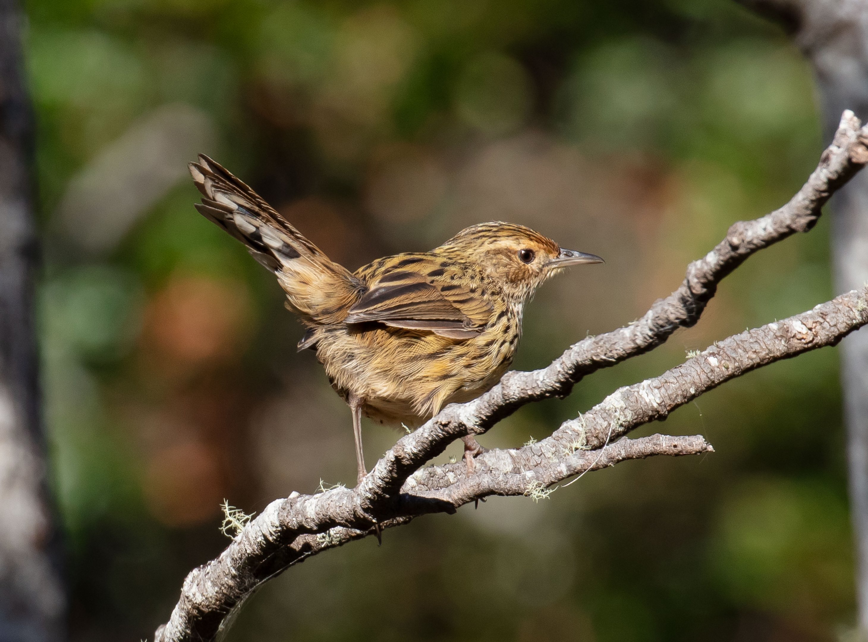 Striated Fieldwren