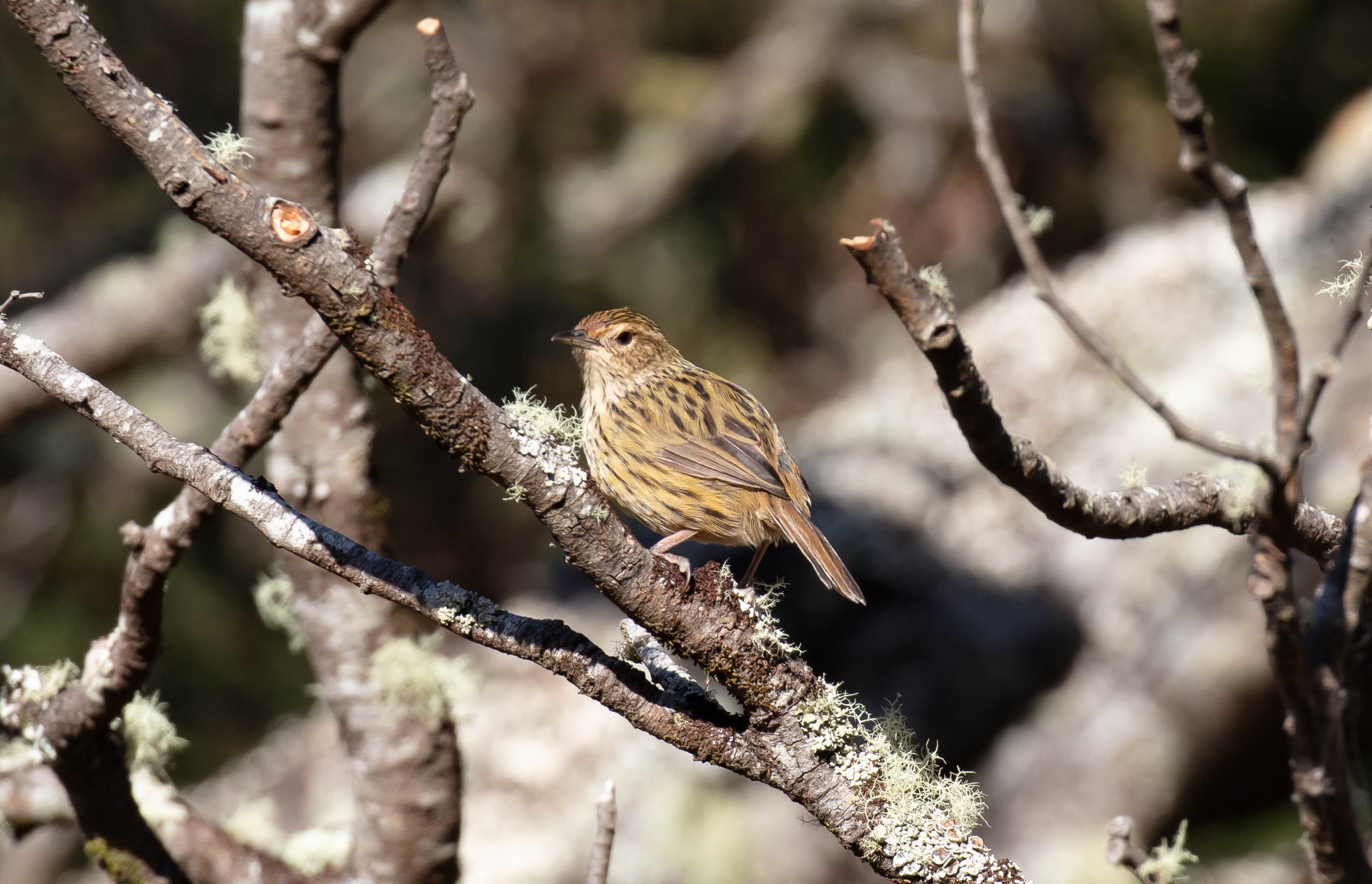 Striated Fieldwren