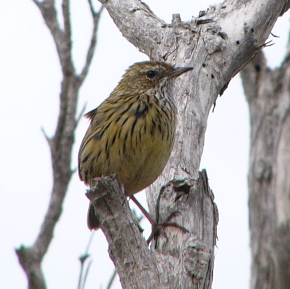 Striated Fieldwren