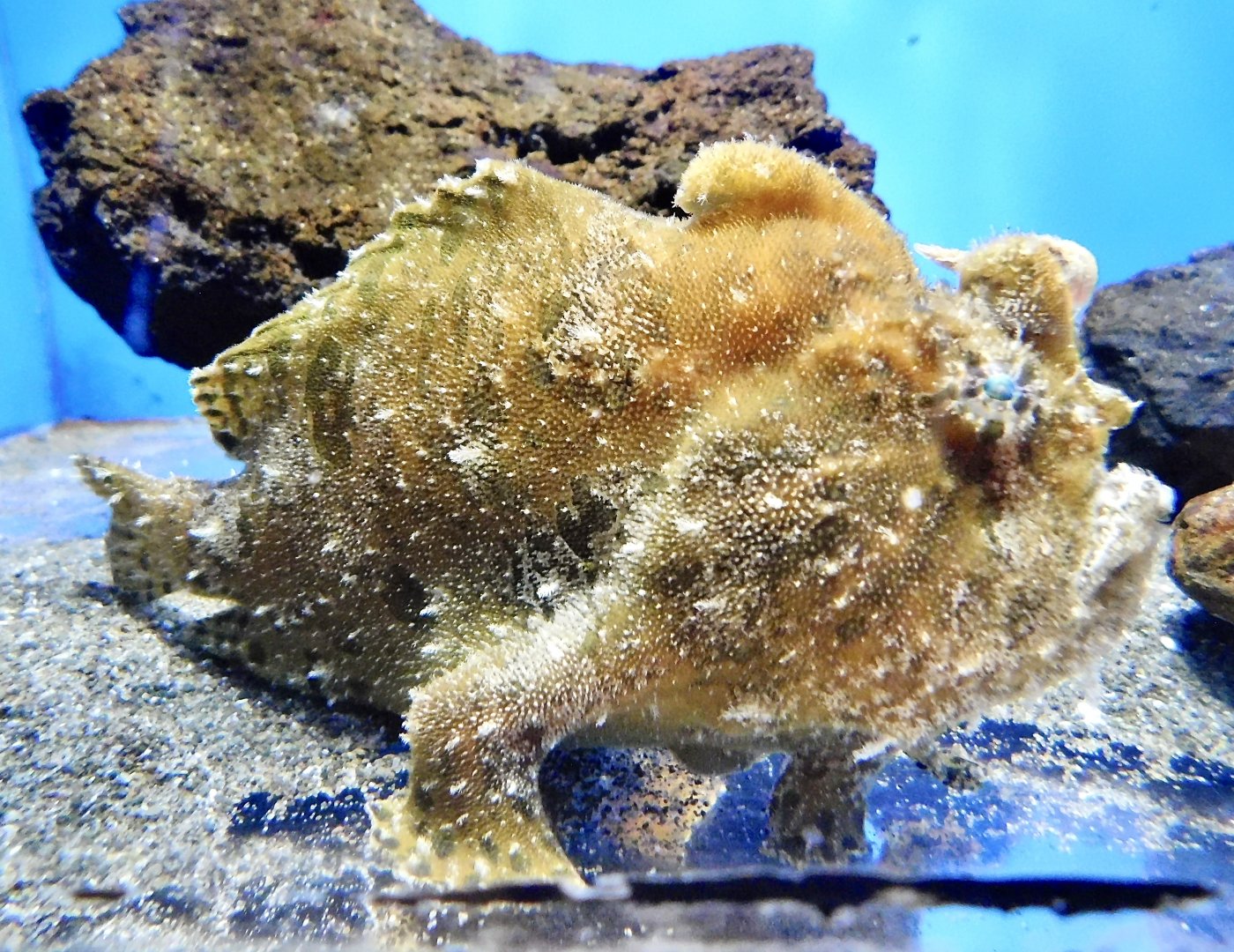 Striated Frogfish (Antennarius striatus) October 26, 2025