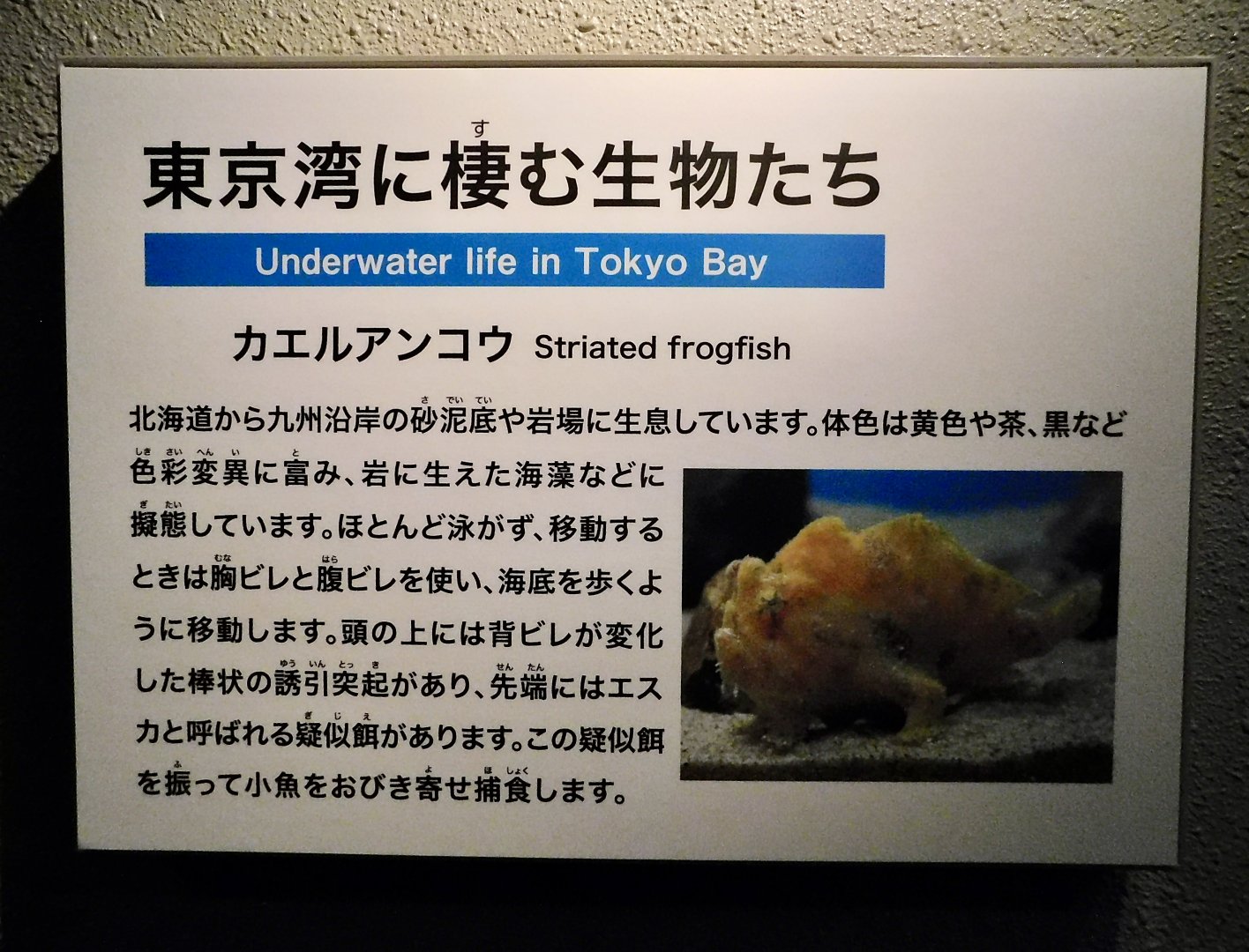 Striated Frogfish Signage October 26, 2025