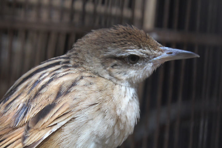 Striated grassbird (Megalurus palustris palustris)