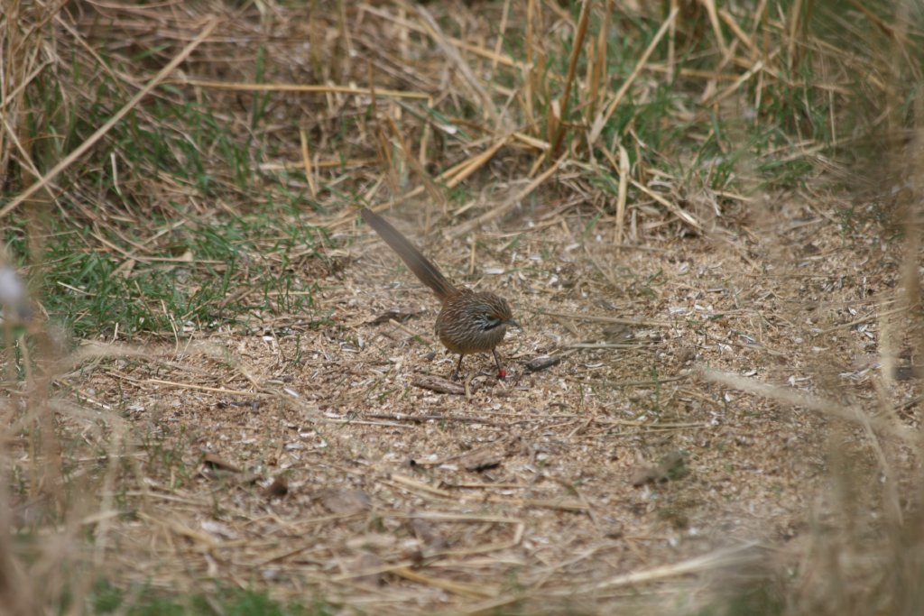 Striated Grasswren
