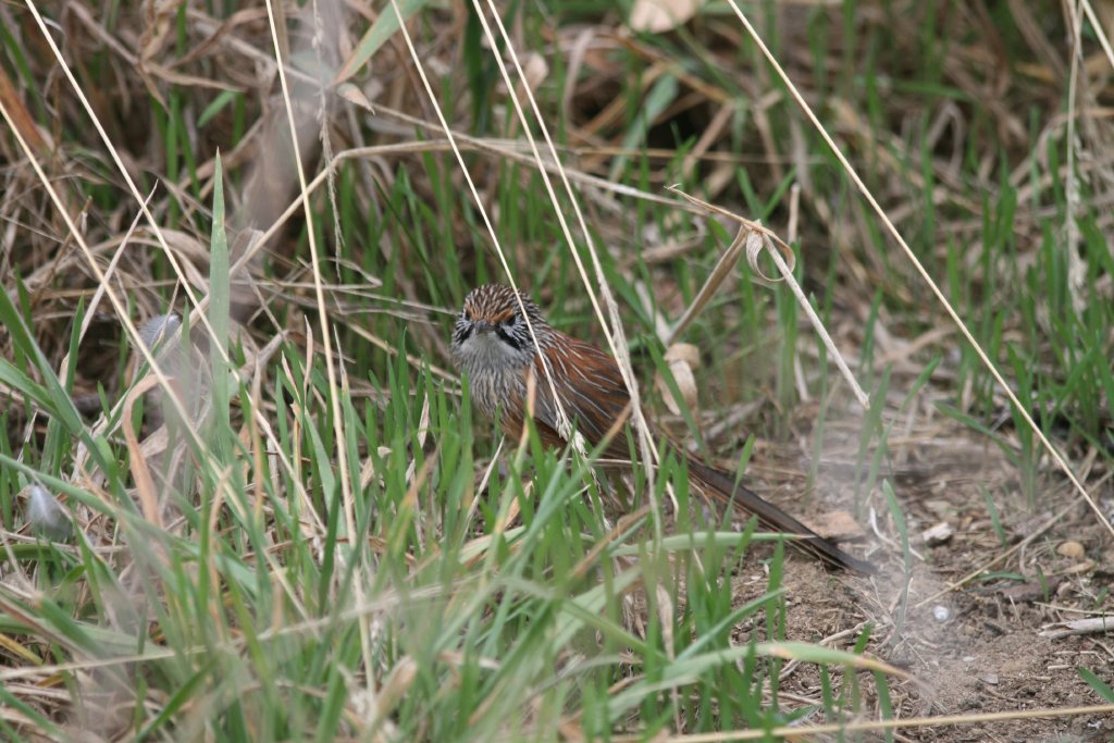 Striated Grasswren