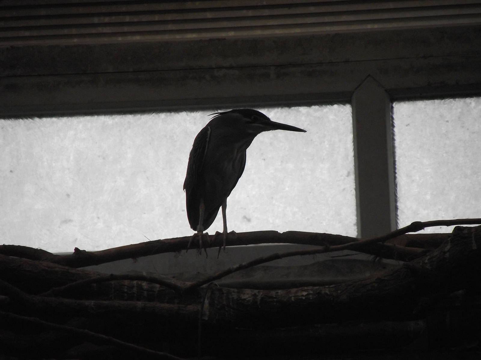 striated heron 080811