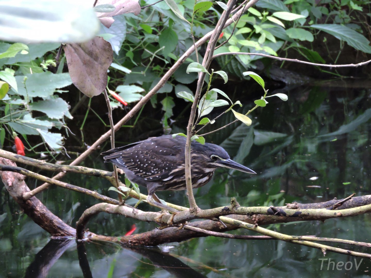 Striated heron [2015]