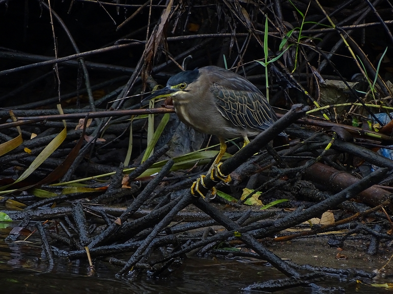 Striated heron (adult)