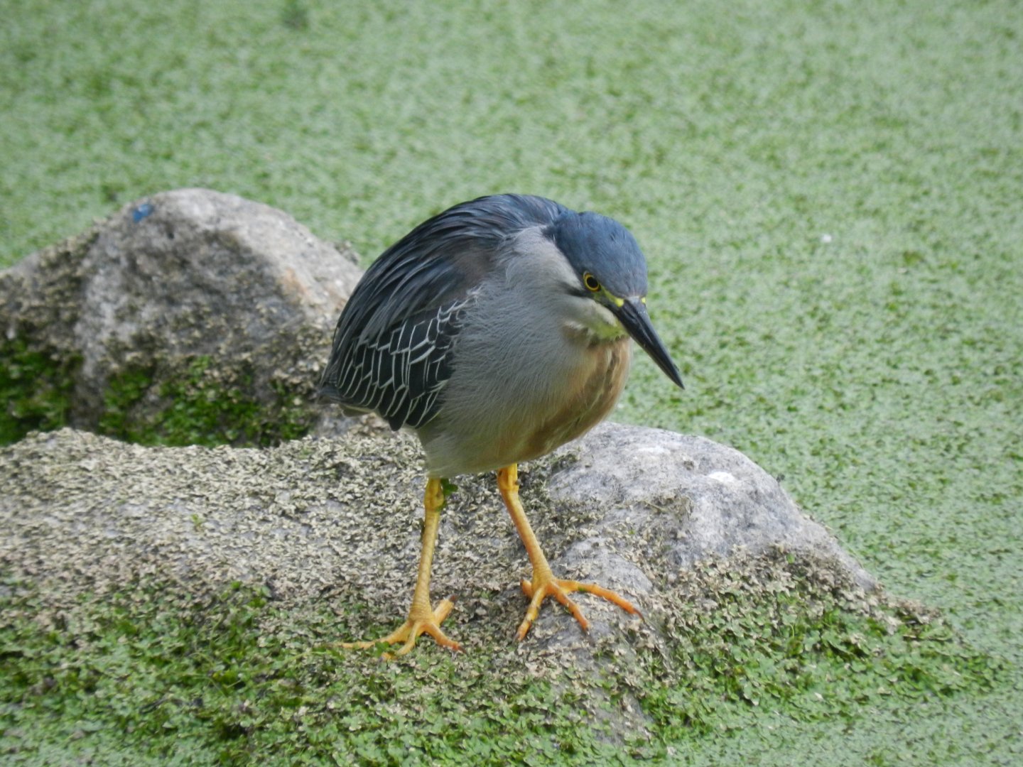 Striated heron - Arraial do Cabo ,RJ Brazil