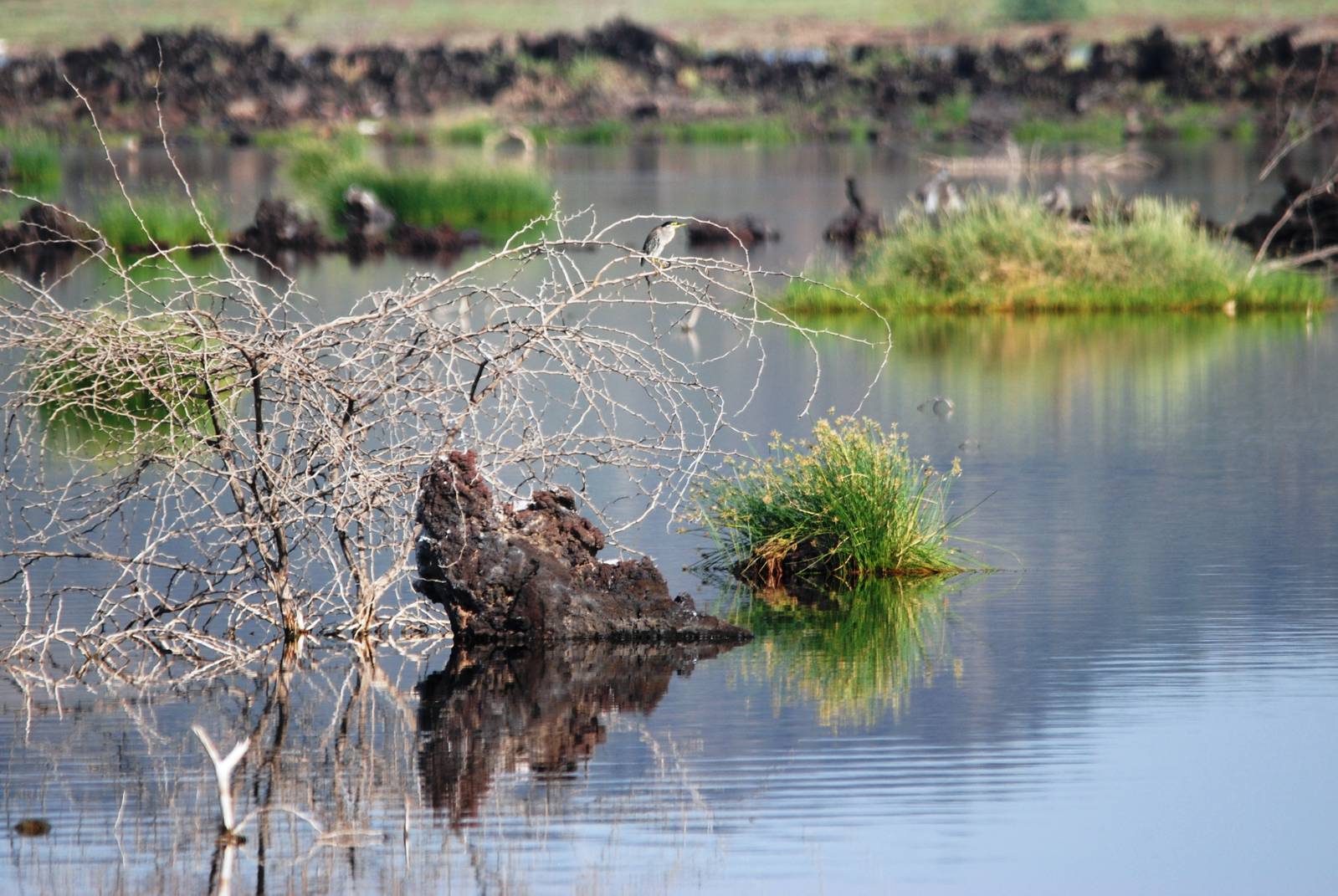 Striated Heron at Lake Basaaka, 13/10/14